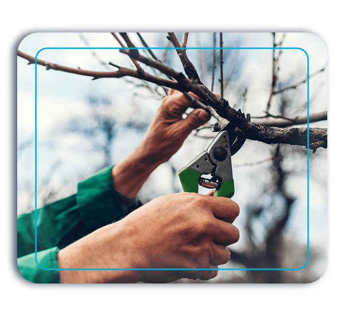 Close up of man's hand pruning a branch