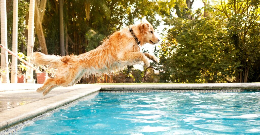 Dog jumping into pool